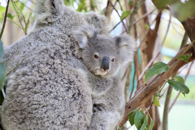 ZUMAPRESS.com Koalas at the Australian Reptile Park