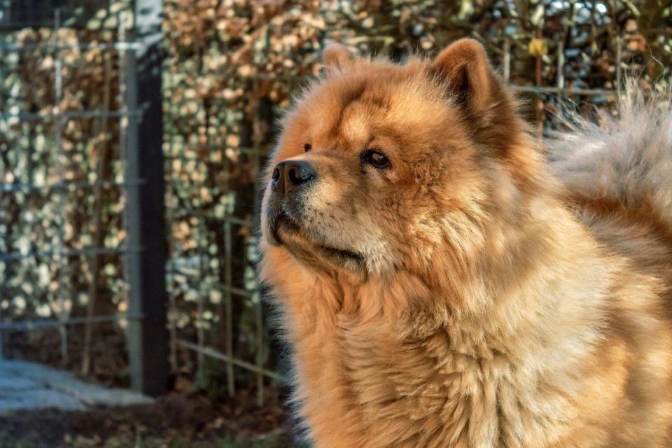 The huge Chow Chow is another dog that should only be considered by experience dog owners. It is a breed that has a dominant personality which can turn to aggression to assert that dominance. (Photo: Canva/Getty Images)