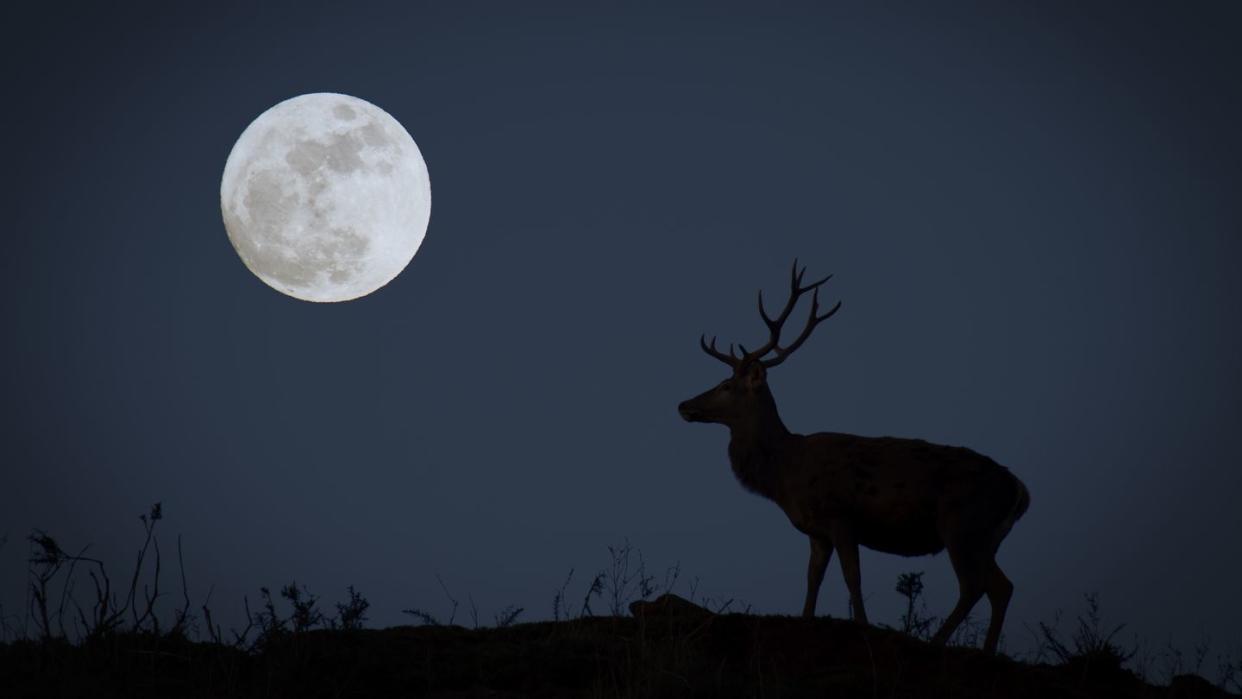 full moon with buck in silhouette representing october's hunter's moon