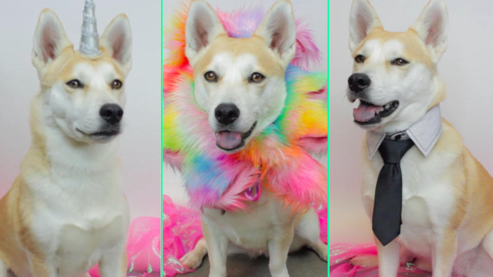 These “pawesome” DIY pet costumes are warming our hearts