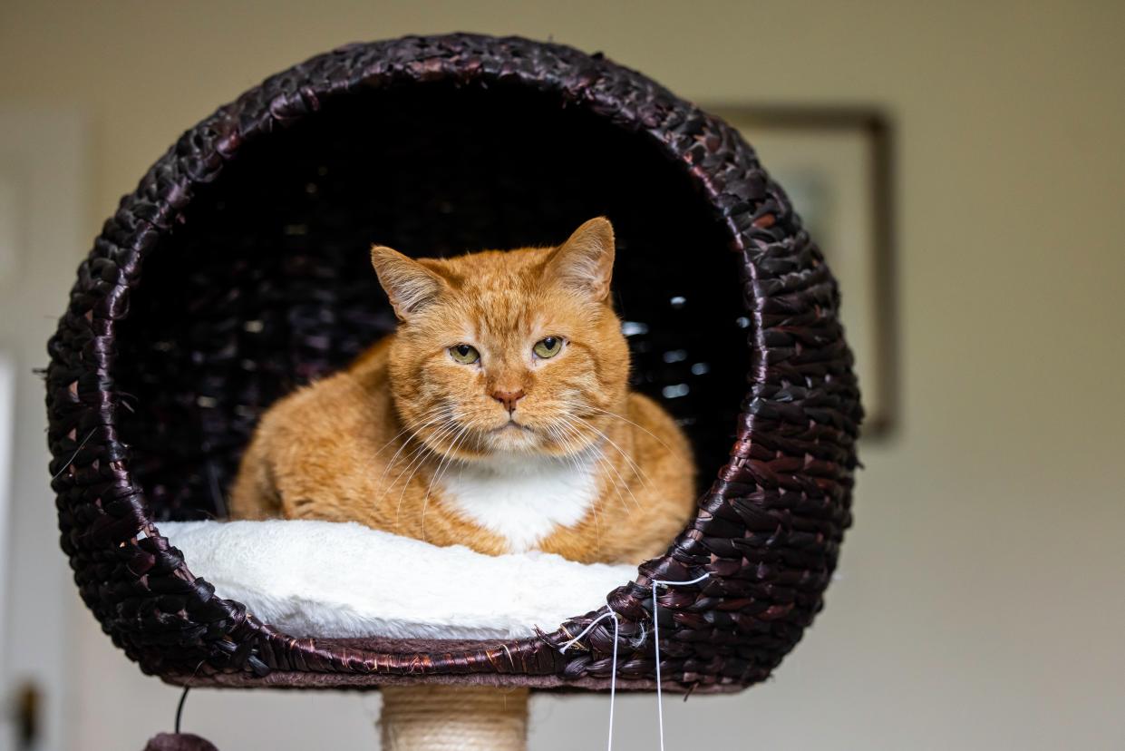 Cat in basket 