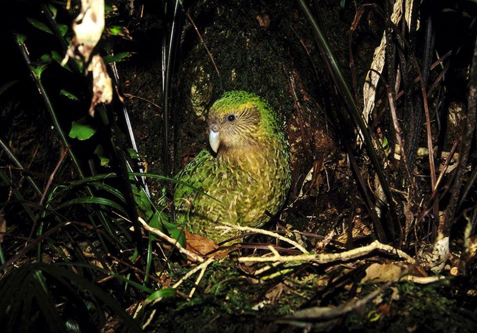 Kakapo