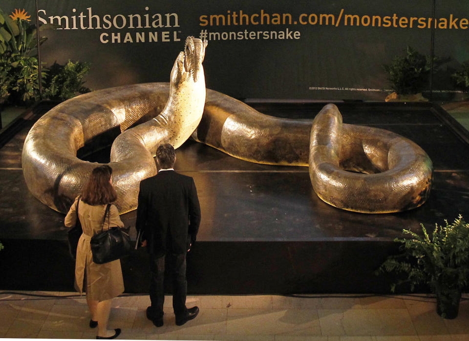 This March 22, 2012 photo provided by the Smithsonian Channel shows a life-size replica of Titanoboa, the biggest snake to have ever roamed the earth, on display in Grand Central Terminal. The 48 long behemoth lived 60 million years ago during time just after dinosaurs became extinct. The snake will be on display until Friday evening and will then travel to the Smithsonian’s Natural History Museum in Washington DC where it will go on display beginning March 30. "TITANOBOA: MONSTER SNAKE," premieres April 1st on Smithsonian Channel. (AP Photo/Smithsonian Channel, Mark Von Holden)