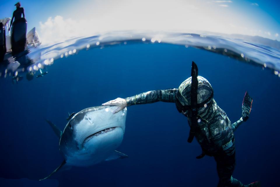 Photographer Danny creates a range of shark-related content for his socials. Source: Danny Lomas/ Media Drum World/ Australscope