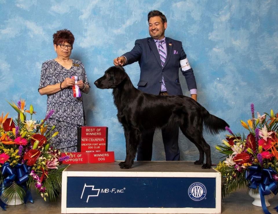 Flat-coated retriever Leonardo, also known as Argon’s The Adoration of The Magi, competed at the 2022 AKC Dog Show Extravaganza in North Fort Myers. He won the winner’s dog and best of opposite sex categories. He's owned by Patti More of North Fort Myers