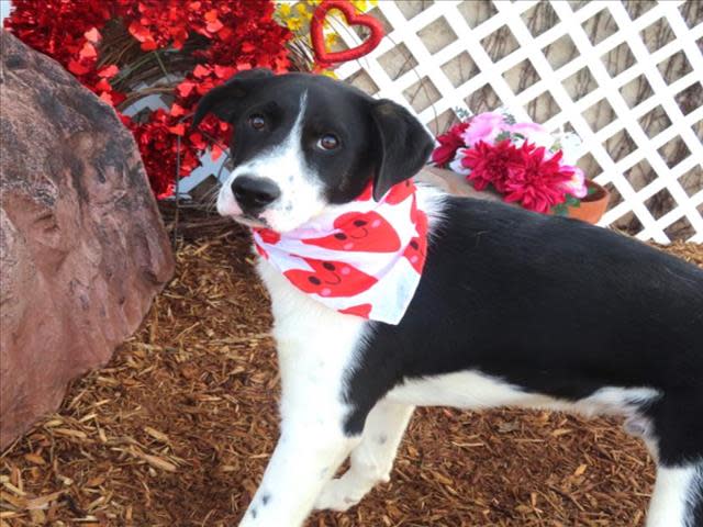 Brick is a male, 8-month-old border collie mix at the Oklahoma City Animal Shelter.