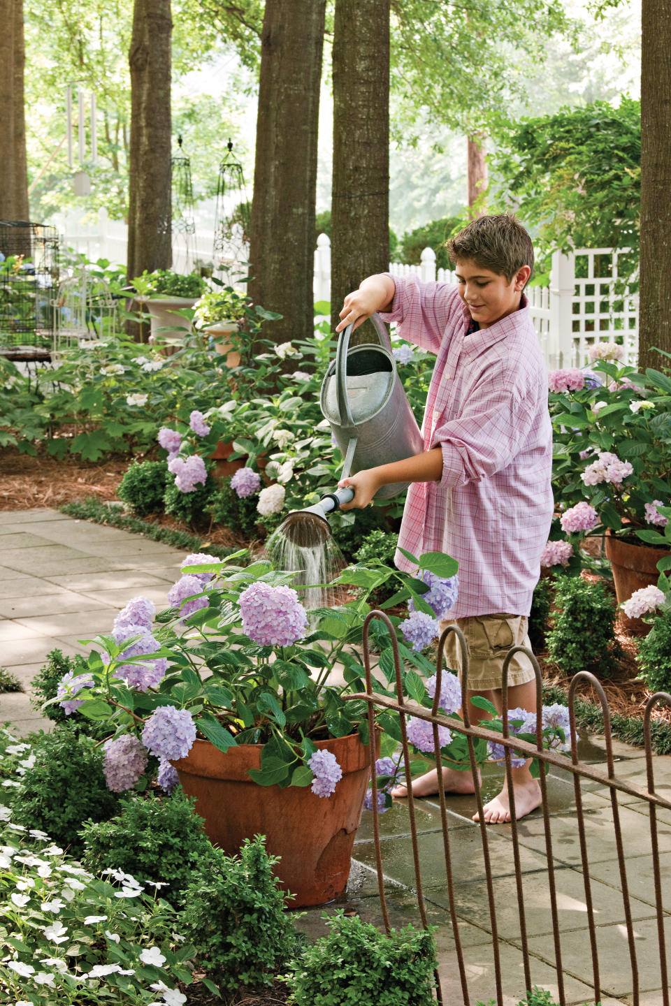 Hydrangeas