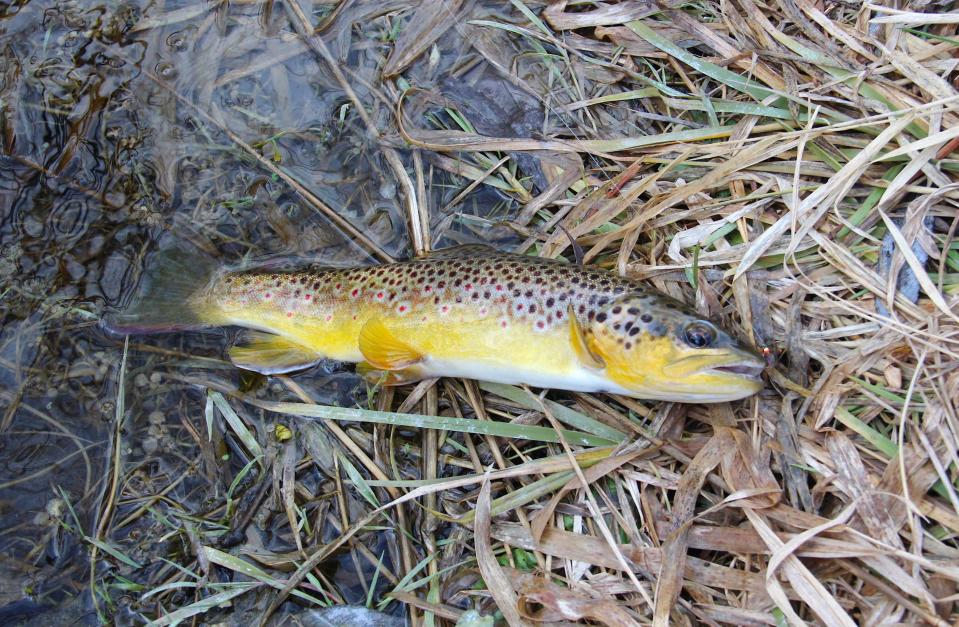A brown trout is landed and prepared for release on a Vernon County stream during an outing in the Wisconsin early trout catch-and-release season.