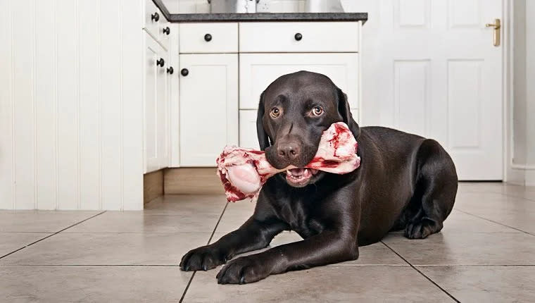 Chocolate Labrador with big Bone