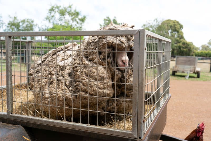 Sheep Baarack is seen before his thick wool was shorn in Lancefield, Australia