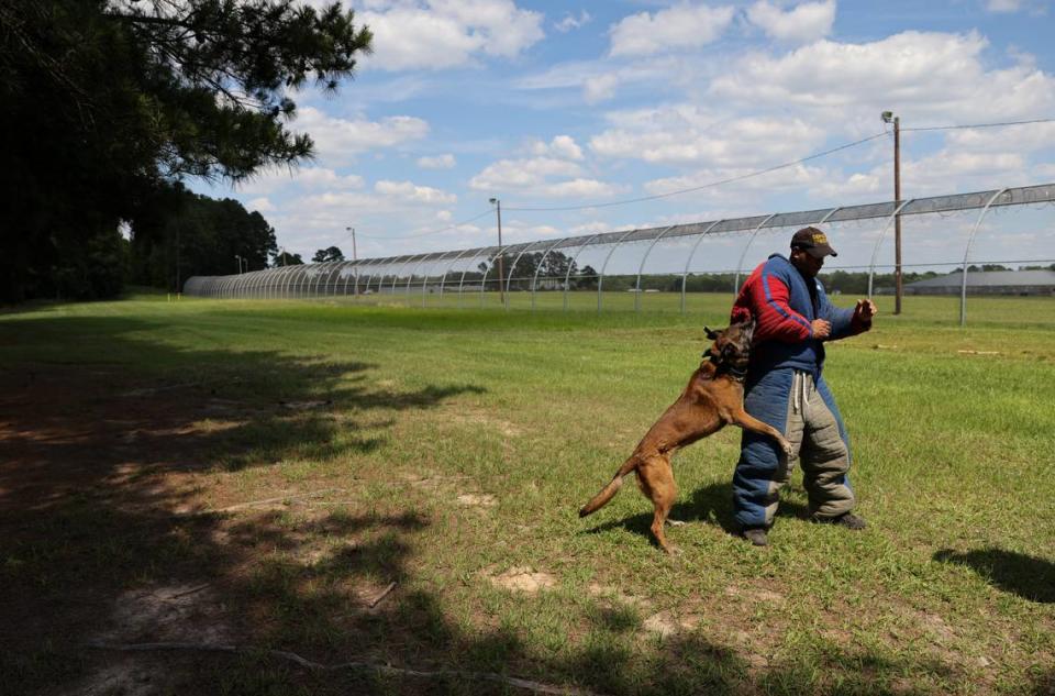 Deputy Zaid Abdullah of the Richland County Sheriff’s Department gets bitten by Bali during a K-9 training demonstration at the South Carolina Criminal Justice Academy in Columbia on Wednesday, May 22, 2024.