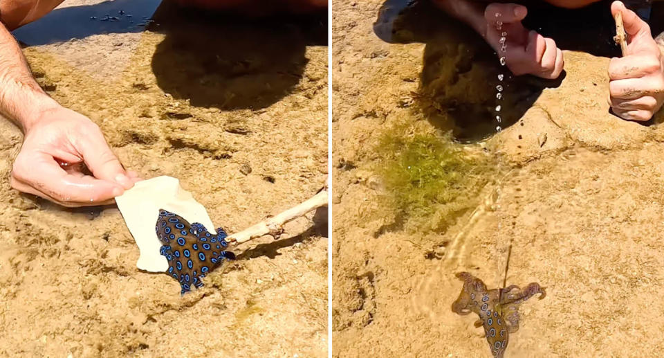 A photo of Brodie Moss trying to pick up a blue-ringed octopus with a shell in water, while guiding it with a stick. Another photo of the octopus squirting water at Brodie in defence. 