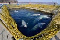 <p>Dans le complexe de bassins flottants exigus dans lesquels des cétacés capturés étaient autrefois entassés près du port de Nakhodka, en Russie, en 2019.</p>