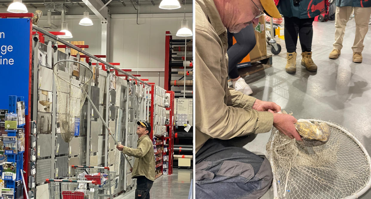 Rescuer Nigel Williamson holds a large net up to the owl (left). He gently take it out of the net in the Tarneit Bunnings store (right). 