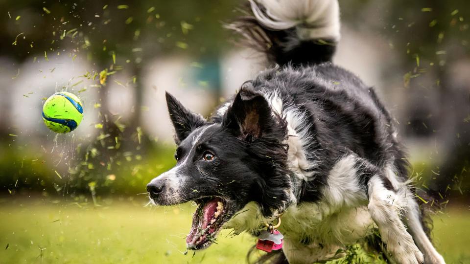 ways to keep your pet entertained when you're not there