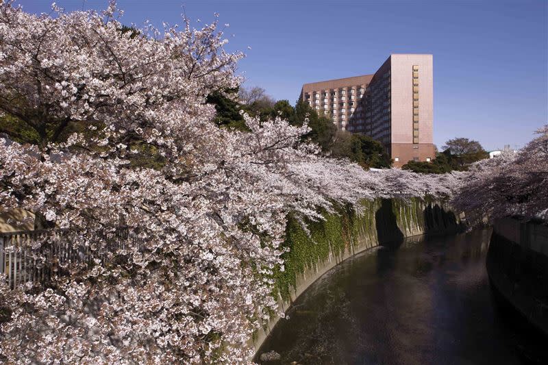 入住Hakone Kowakien Mikawaya Ryokan，可一邊泡湯一邊欣賞庭院的粉嫩櫻花。（圖／Booking.com提供）