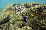 FILE - In this Sept. 12, 2019, file photo, sea urchins and fish are seen on a coral reef in Kahala'u Bay in Kailua-Kona, Hawaii. Flooding in March 2021 in Hawaii caused widespread and obvious damage. But extreme regional rain events that are predicted to become more common with global warming do not only wreak havoc on land, the runoff from these increasingly severe storms is also threatening Hawaii's coral reefs. (AP Photo/Caleb Jones, File)