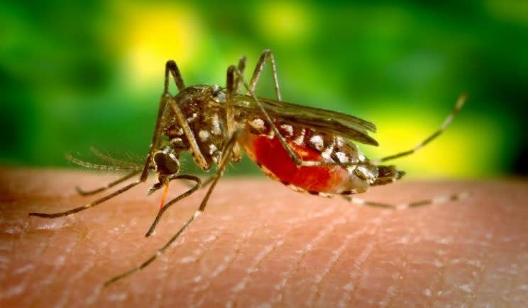 Malaria is transmitted to humans by infected mosquitos