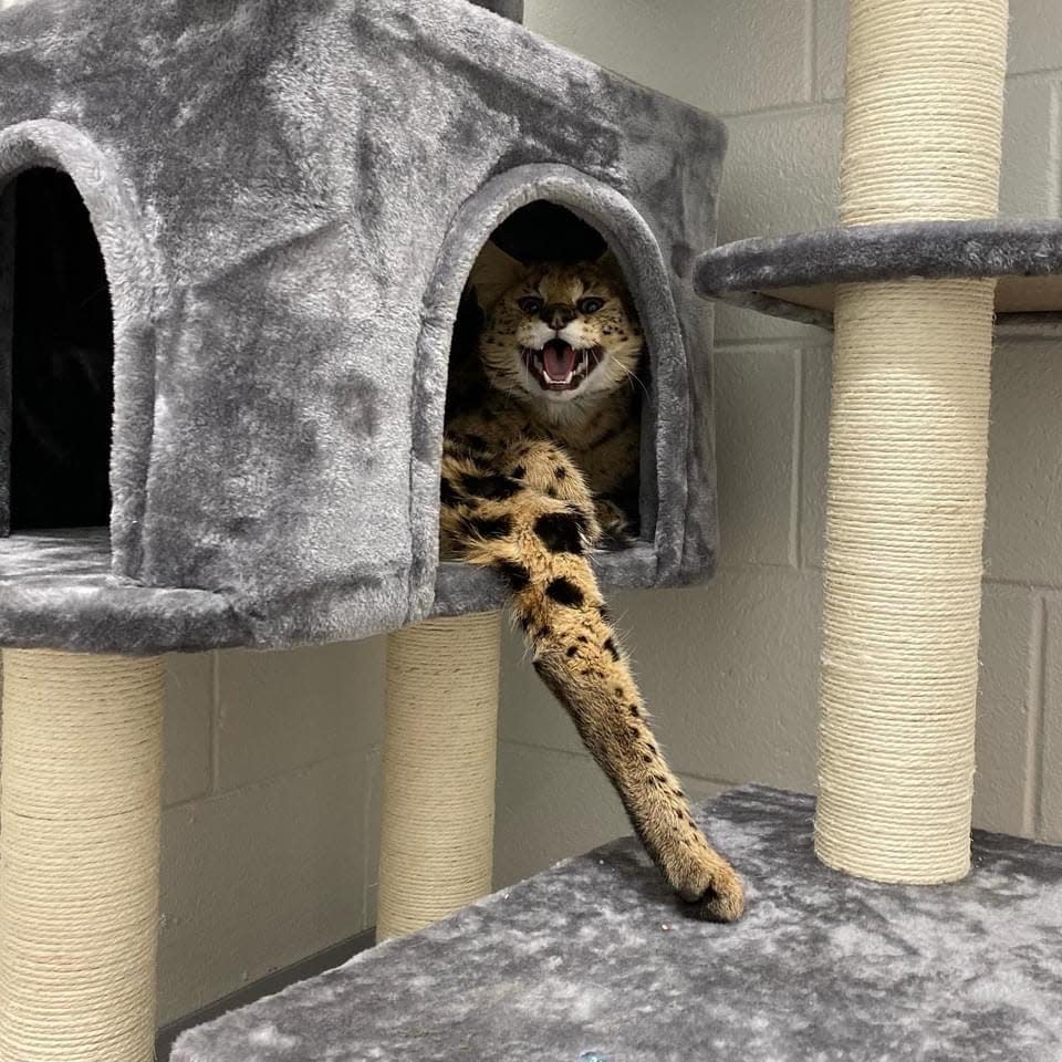 Bruno, the wild African serval cat found in Lincoln, will have his leg amputated before he is placed in a sanctuary in Minnesota.