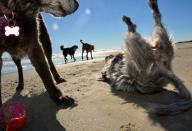 <p>Mitzy and Wolfy Sue at Beachwalker Park on Kiawah Island, S.C., in the fall. (Photograph by Lara Jo Regan) </p>