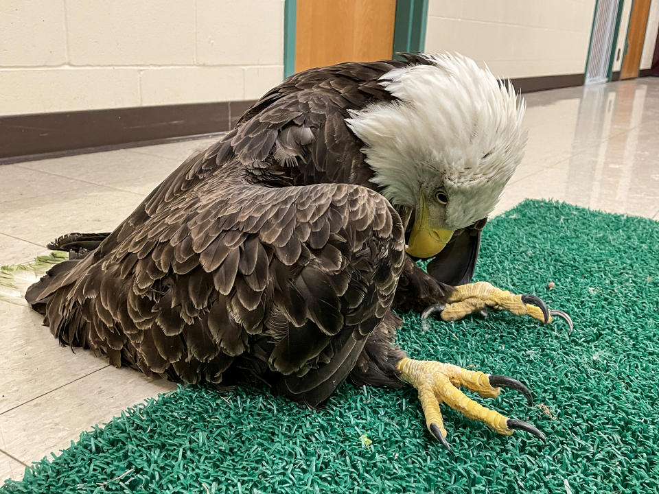 Lead-poisoned bald eagle admitted to The Raptor Center in Minnesota. (The Raptor Center, University of Minnesota)