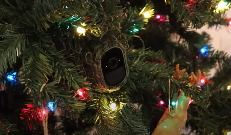 A screenshot from the YouTube video showing the camera in the tree 