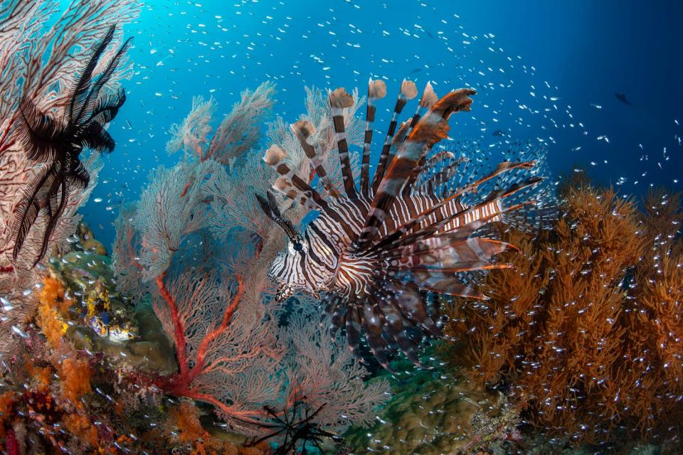 a brown and white striped lionfish swims against a backdrop of colorful coral