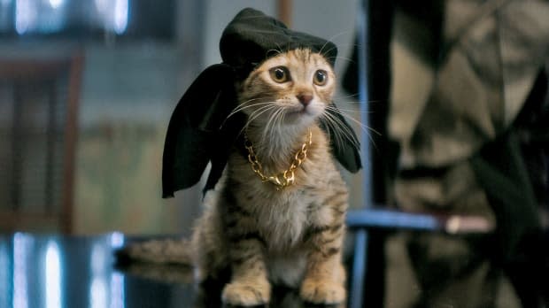 Keanu the kitten in "Keanu"<p>New Line Cinema</p>