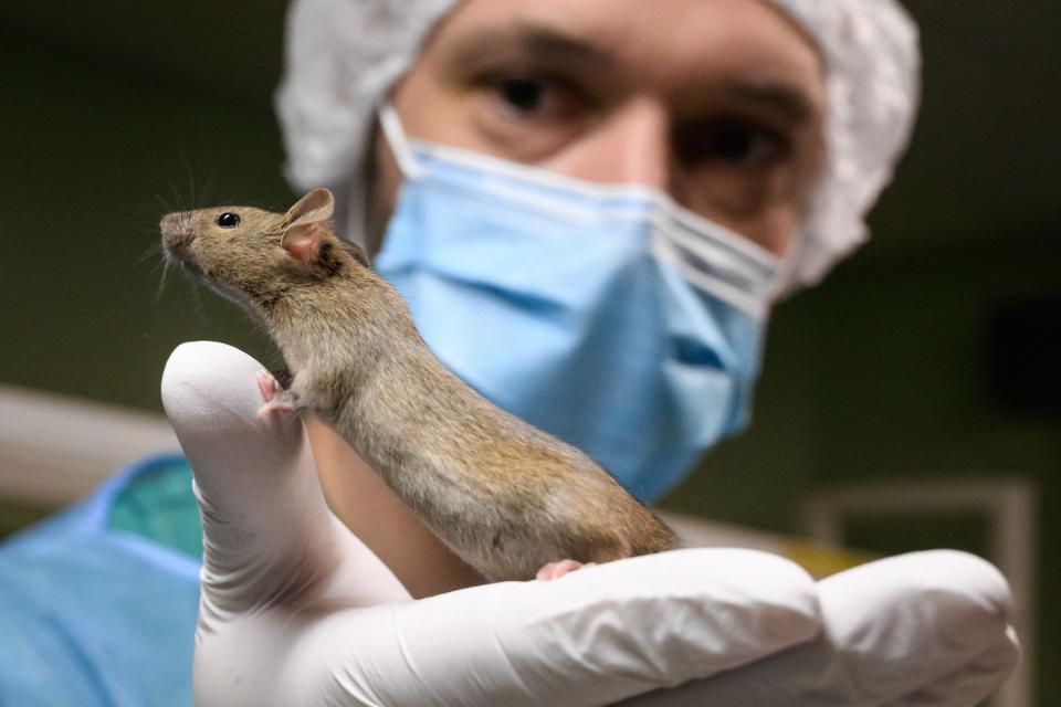 An animal husbandry specialist holds a laboratory rat at the University of Geneva on January 18, 2022.