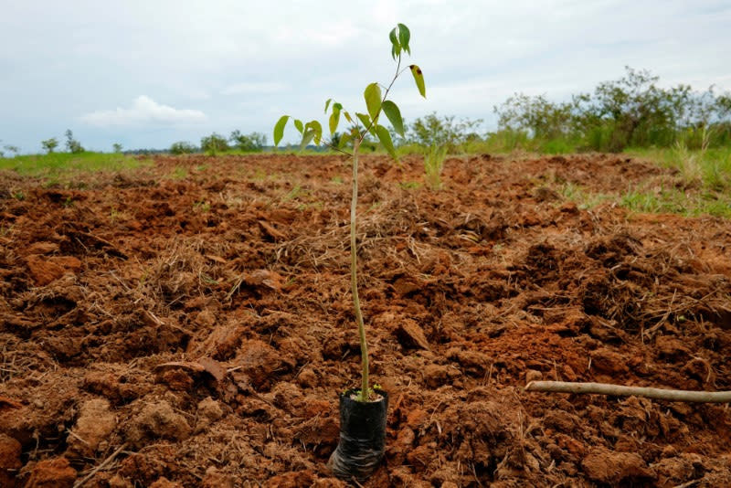 FILE PHOTO: Planting trees could save the Amazon and the world's climate