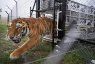 Itza, one of 17 rescued tigers and lions from Guatemala circuses is released at the Animal Defenders International Wildlife Sanctuary in Winburg, South Africa, Tuesday Jan. 21, 2020. (AP Photo/Jerome Delay)