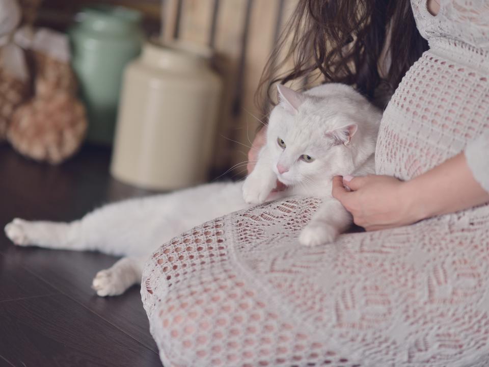 cat with pregnant person