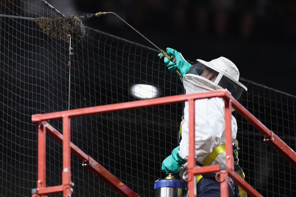 PHOENIX, ARIZONA - APRIL 30: Beekeeper Matt Hilton removes a colony of bees that formed on the net behind home plate during a delay to the MLB game between the Los Angeles Dodgers and the Arizona Diamondbacks at Chase Field on April 30, 2024 in Phoenix, Arizona.  (Photo by Christian Petersen/Getty Images)