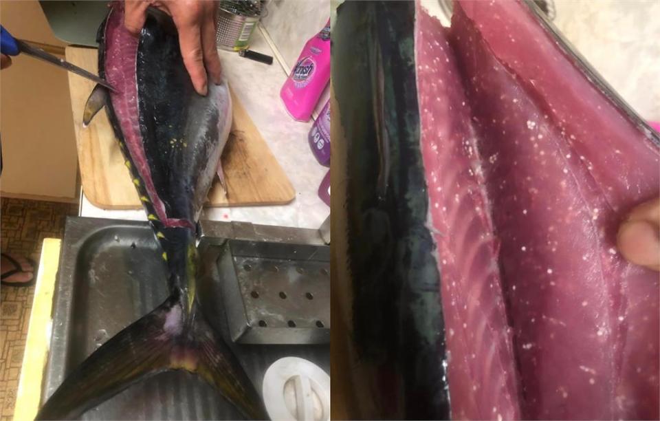  寄生蟲卵？海釣鮪魚切開驚見「密集白點」　網曝超噁實情：煮熟可以吃