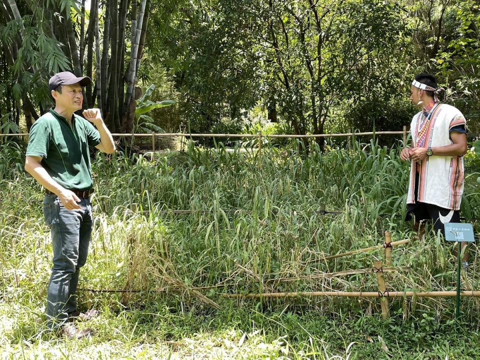 台北植物園民族植物區種有多種原住民傳統穀物。（攝影／郭正偉）