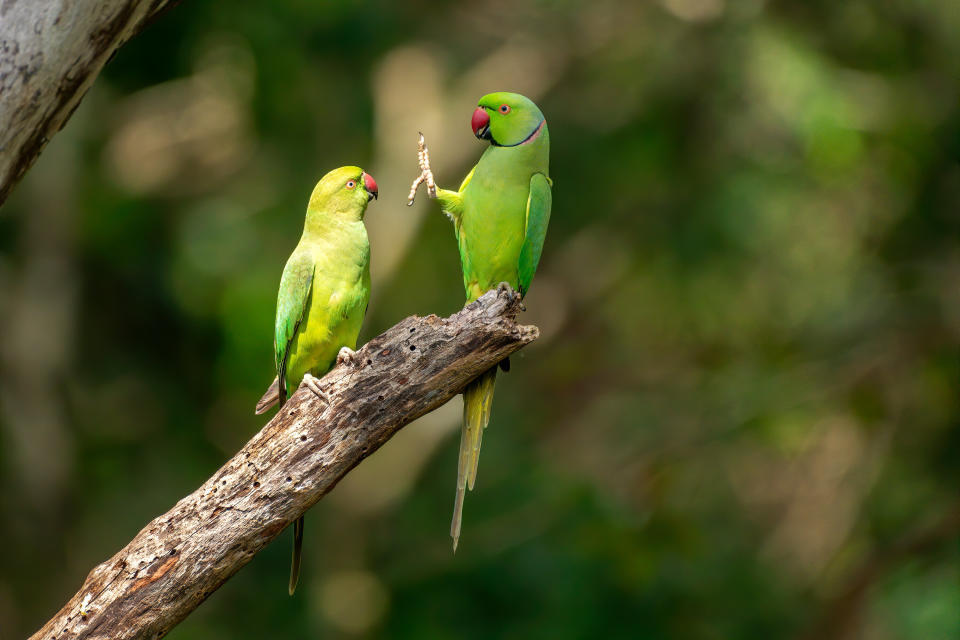 &ldquo;Social Distance, Please!&rdquo; features rose-ringed parakeets at Kaudulla National Park in Sri Lanka. (Photo: Petr Sochman/Comedy Wildlife Photo Awards 2020)