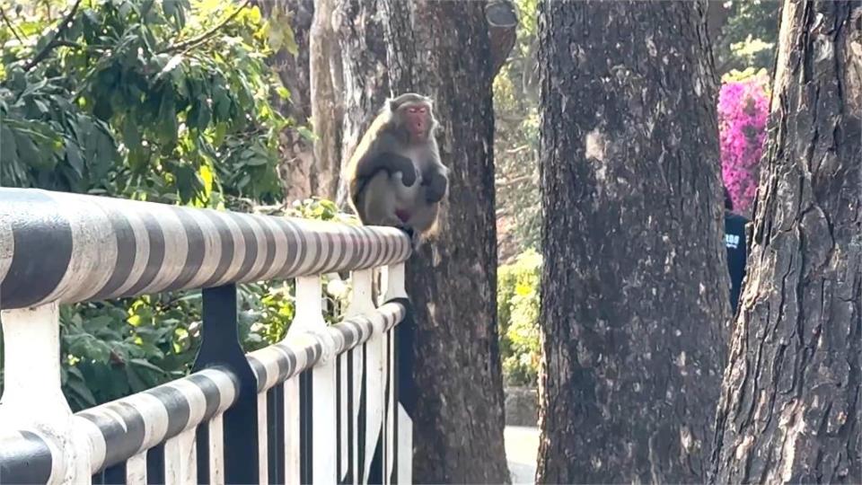 網美咖啡廳變驚悚現場！柴山獼猴囂張搶餐