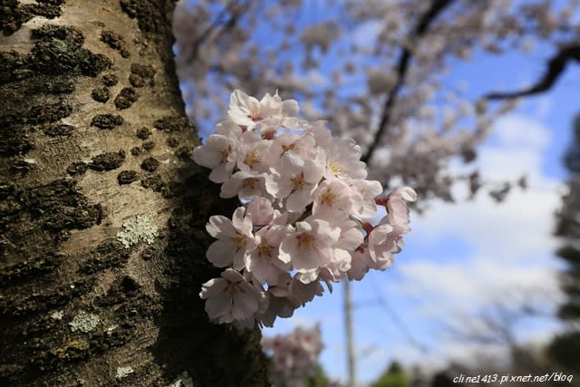 ▌京都。賞櫻▌必訪!浪漫指數破表♥哲學之道♥小橋流水。雪櫻滿開的河道美景