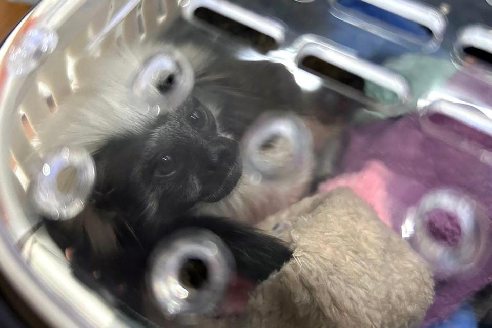An endangered cotton-top tamarin monkey found in the luggage (Thailand's Customs Department/AF)
