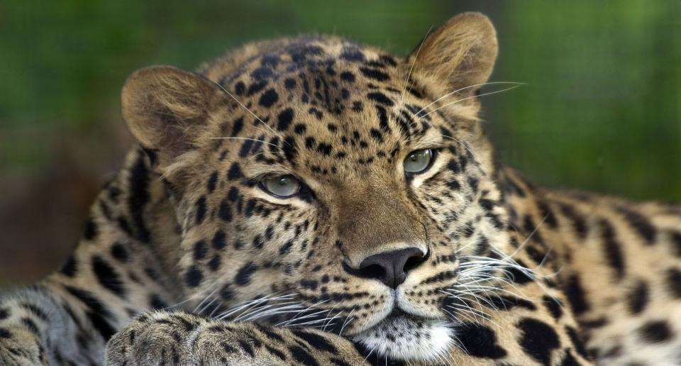  Un ejemplar de Leopardo de Amur en el zoo Pittsburg (EEUU) | imagen Colin Hines, Wikipedia CC