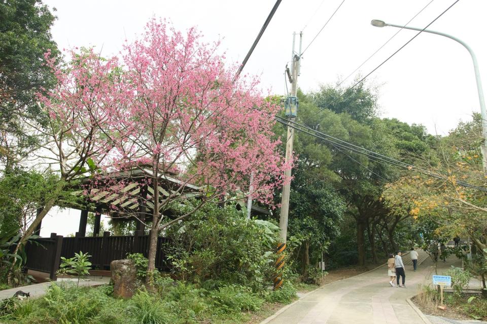 二叭子植物園櫻花已經粉嫩登場。   圖：新北市景觀處提供