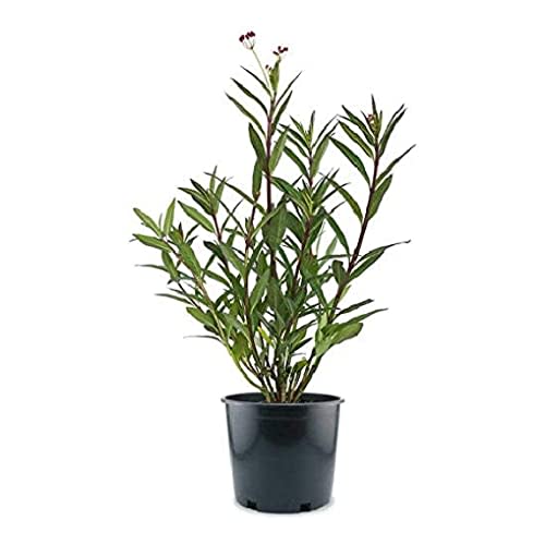 American Plant Exchange Live Milkweed Plant, Host for Monarch Butterflies, Plant Pot for Home and Garden Decor, 6