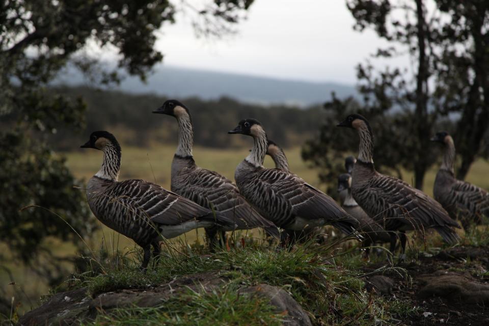 A gaggle of nēnē - endemic Hawaiian geese - on the Big Island.