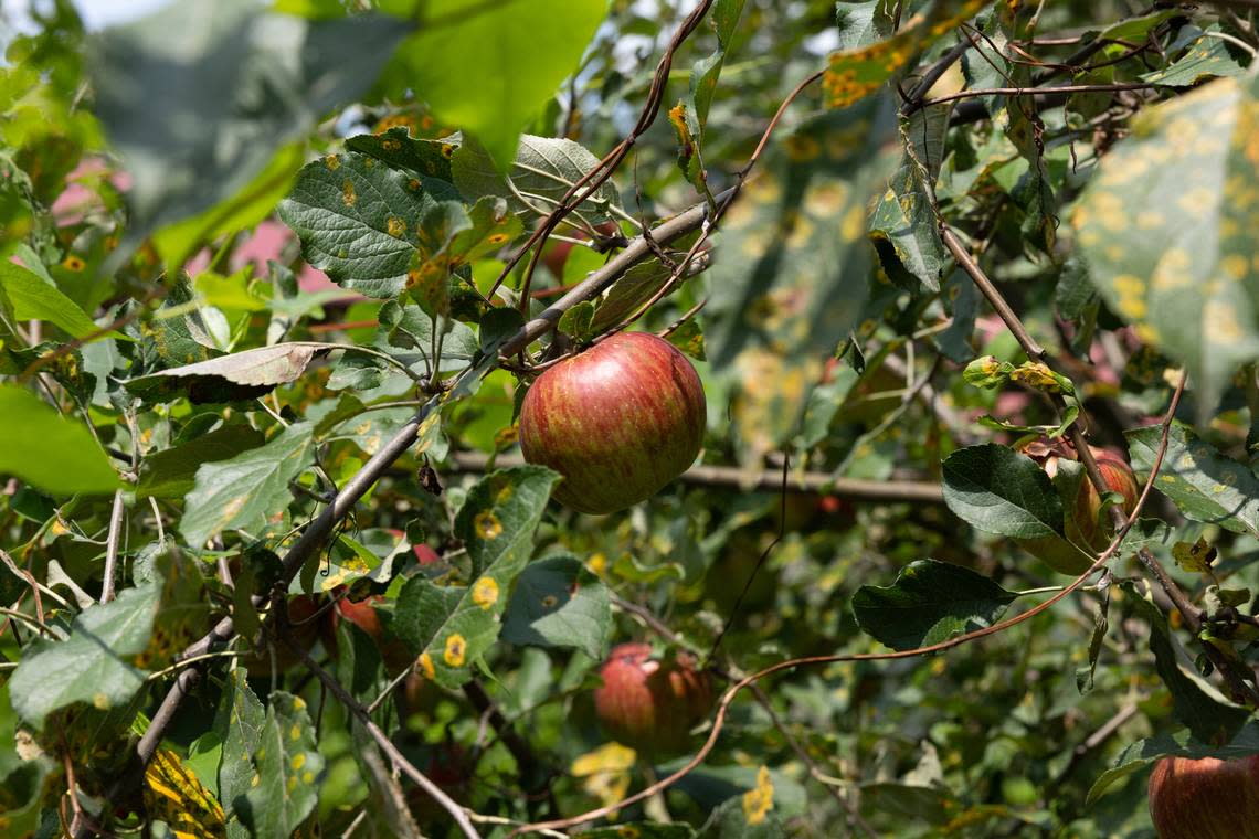 Ripe apples growing on trees near the front of the property will find their way into homemade beer, dips, and pizza.