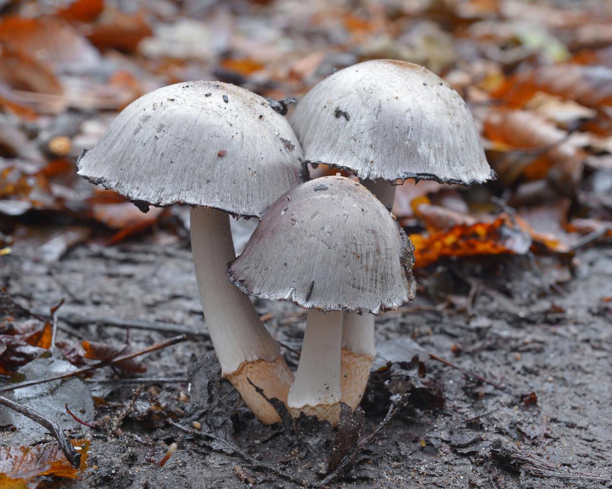 Inky Cap Mushrooms