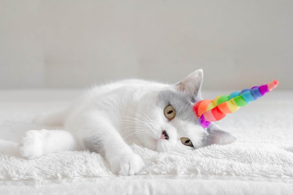 <p>Sorry, no idea how a unicorn got into this mix of cat photos, but, uh, we'll keep it. </p>