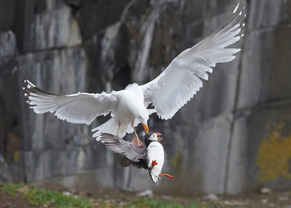 Animal Behaviour Category Winner: 'Herring Gull Plucking Puffin From The Ground', by Amanda Hayes, taken in Inner Farne, Northumberland