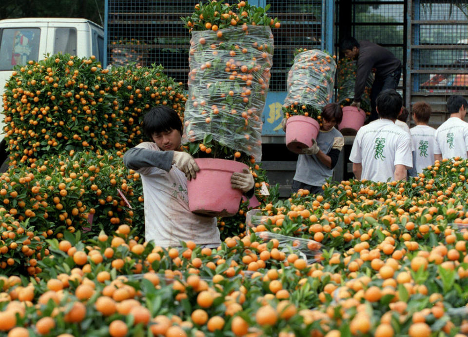 Workers loading pots of tangerines—a type of mandarins—from a truck in a flower farm for Chinese New Year in Hong Kong, Jan. 22, 2003.<span class="copyright">K. Y. Cheng—South China Morning Post/Getty Images</span>