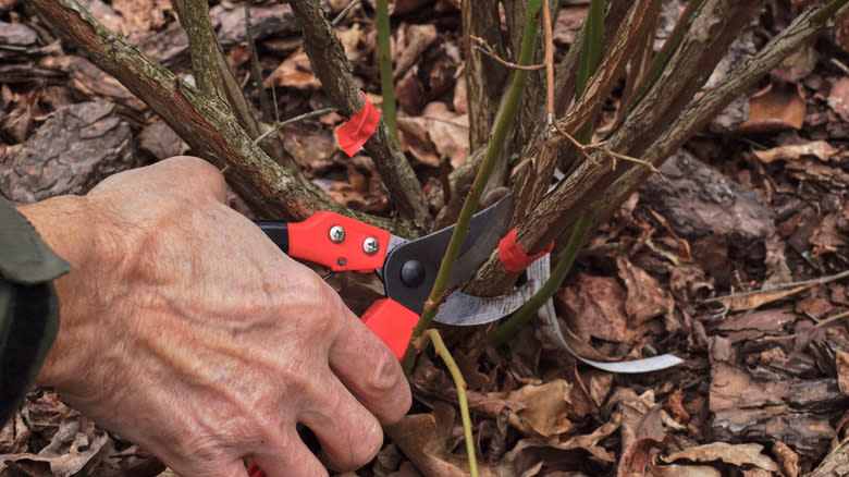 pruning a blueberry bush