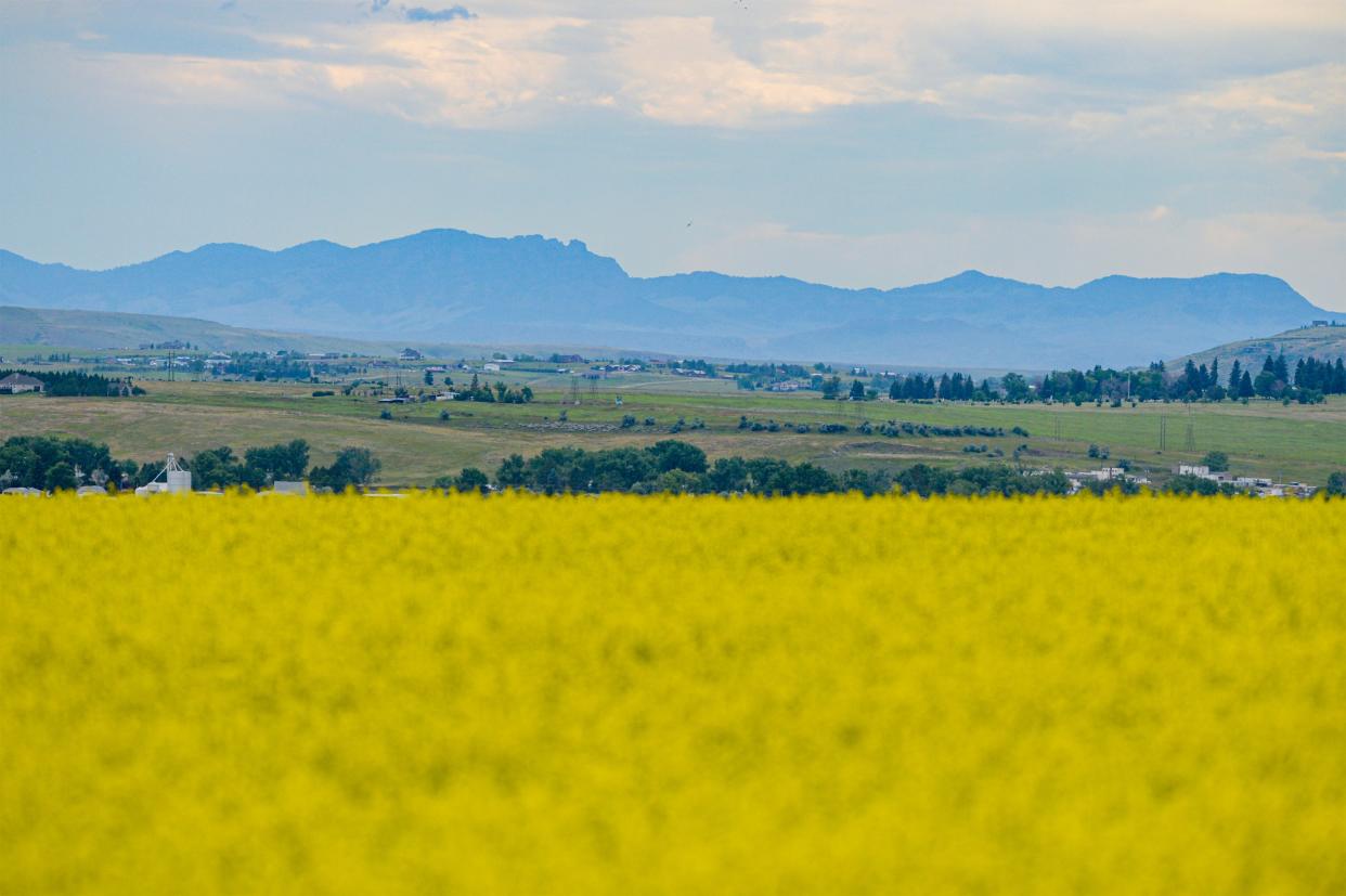 The Rocky Mountain Front is the backdrop for fields of canola growing on the east edge of Great Falls, July 17, 2020.